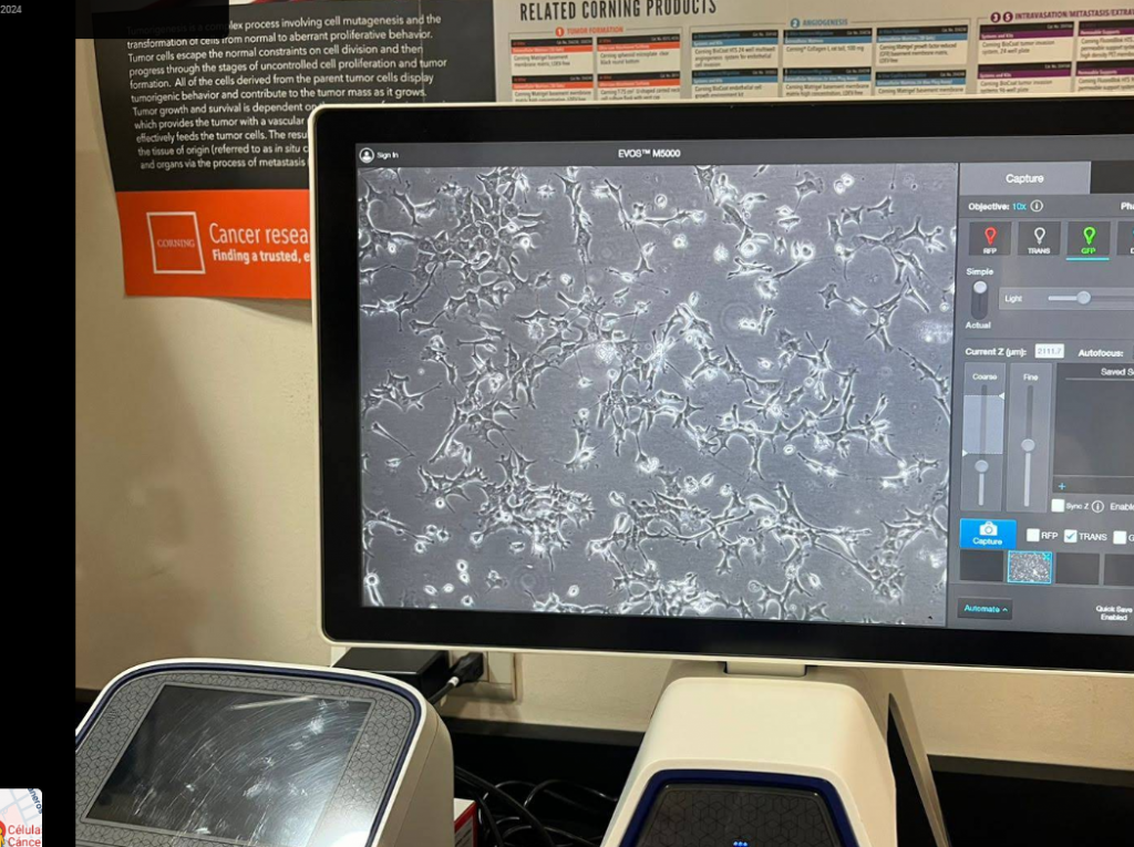 Automatisierte Zellzähler oder spezielle Bildanalyseprogramme segmentieren einzelne Zellen, analysieren deren Eigenschaften und können auch große Bilddatenmengen effizient auswerten.