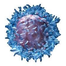 Krebszellen Immuntherapie: Krebszellen werden von Immunpartikeln umhüllt und vernichtet.